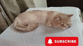 #cats afternoon scene | #youtube cats afternoon scene |  #cat #funnycats #pet  #cutecat #bollywood