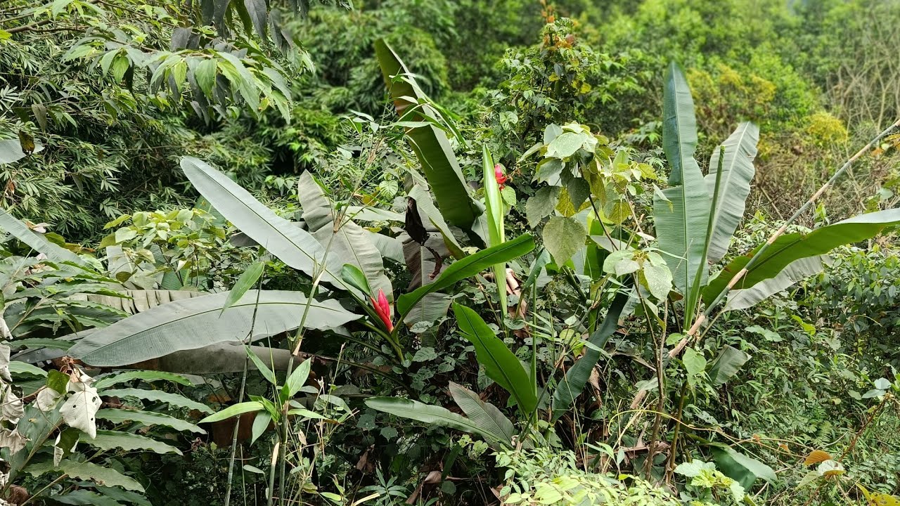 Lên rừng trở măng về 