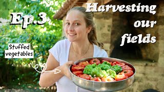 A Greek summer harvest | Village Life ep.3