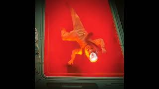 The Distorted Rex 🙌👽 | Jurassic World Rebirth | #shorts #jurassicworld #distortusrex #drex