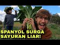 PANEN SAYUR LIAR DI LUAR NEGERI. BULE COBA SAYUR GULE!