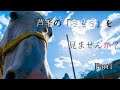 満身創痍の引退馬ビルが起こした奇跡!お正月に働くビルが撮影されていました!その姿を見た時・・。