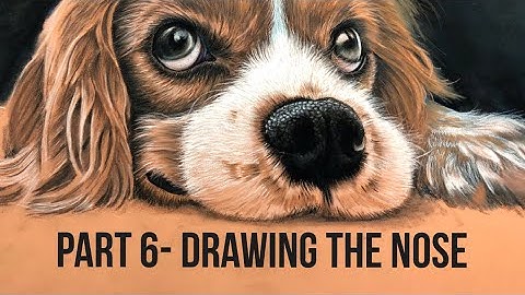 How to Draw a Springer Spaniel with Pastel Pencil- Part 6