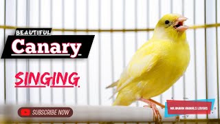 Canary singing - Most Spectacular Video Training-Make your canary singing like champion! by Mr. Akram animals lover🐾 62 views 1 year ago 2 minutes, 1 second