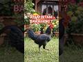 Benarkah ayam hitam membawa keberuntungan ? #ayamhitam #ayambangkok #hewanunggasayamburung