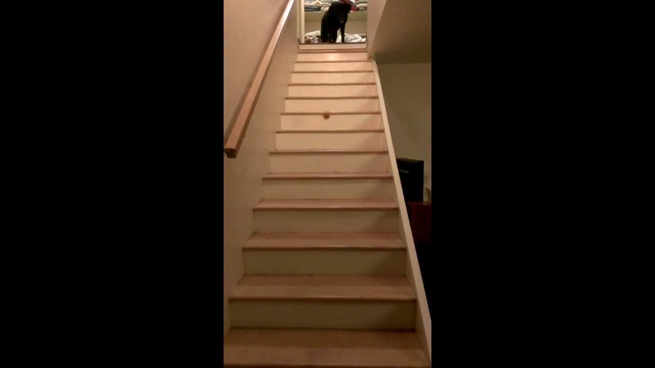 Dog Bounces Ball on each Step of Stairs YouTube