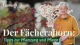 Der Fächerahorn (Acer palmatum): Tipps zur Pflanzung und Pflege