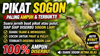 Suara Pikat Sogon Betina Ribut Untuk Memanggil Sogon Liar || JANTAN MANAPUN LANSUNG GACOR DOR