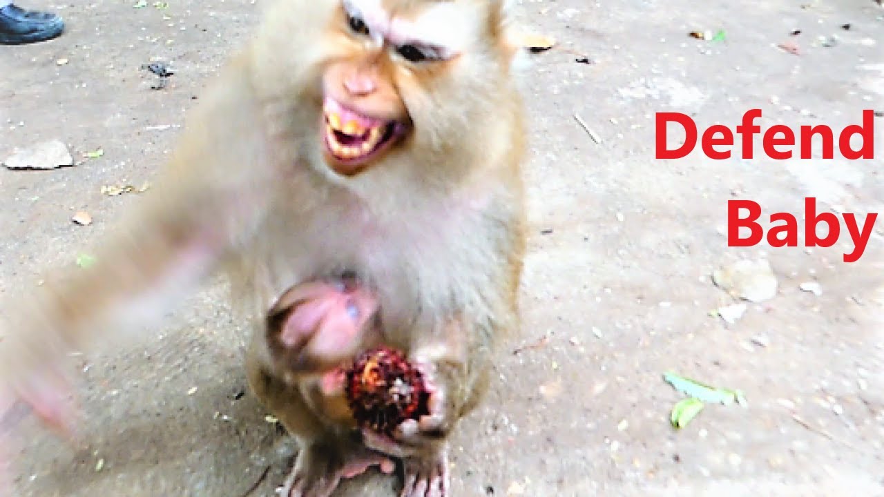 Baby Albert Tries His Best and Hard to Walk Accompany Father Chamon, Ally Strictly Supervises