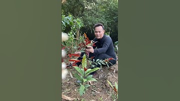 Cây đơn đỏ ( đơn mặt trời) giải độc rượu