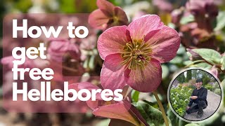 Easiest Way to Get Hellebores for Free | Perennial Garden