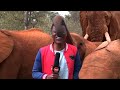 Elephant interrupts reporter