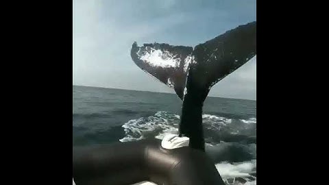 BALEIA QUASE ATINGE BARCO COM PESCADORES #shorts #baleia