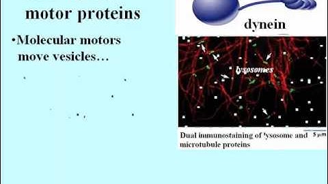 The Cytoskeleton: Microtubules, Microfilaments, Intermediate Filaments