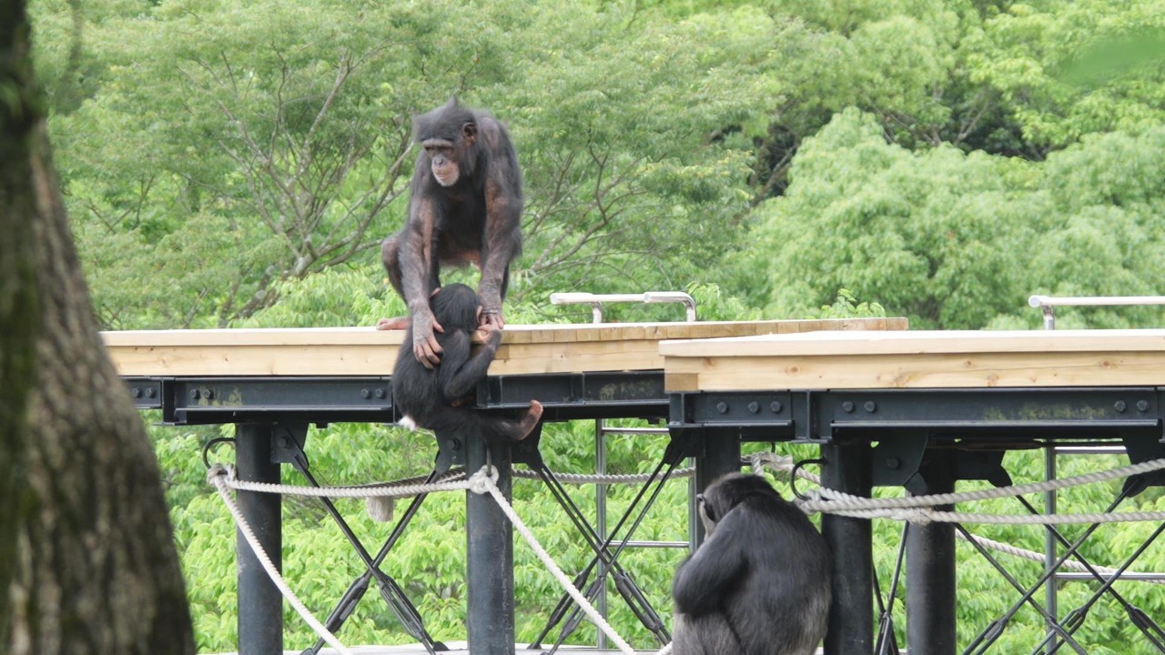 Lychee and Kalimba Hirakawa Zoo, Chimpanzee, 202606 - YouTube
