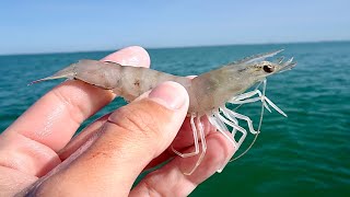 Fishing with LIVE! Shrimp for my DINNER... Amazing Results! by LowCountryFishing 6,007 views 9 months ago 14 minutes, 55 seconds