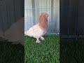 satin fancy pigeon
