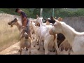 Veracruz Agropecuario - Cabra de Raza Saanen