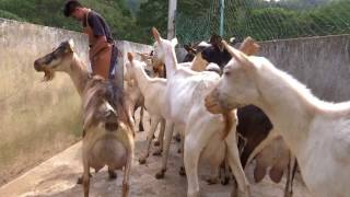 Veracruz Agropecuario - Cabra de Raza Saanen