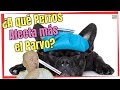 🚨 RAZAS DE PERROS MAS VULNERABLES AL PARVOVIRUS 🚨