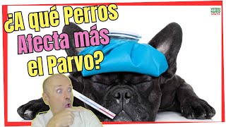 🚨 RAZAS DE PERROS MAS VULNERABLES AL PARVOVIRUS 🚨 by VETERINARIO GRATIS 2,331 views 8 days ago 2 minutes, 12 seconds