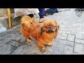 كلاب بيكينيز أو بيكنواه Pekingese Dog Breed بسوق الجمعة شارع الكلاب الأسكندرية كلاب بيكينيز أو بيكنواه Pekingese Dog Breed بسوق الجمعة شارع الكلاب الأسكندرية