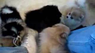Маленькие шпицы)(, 2010-02-15T12:33:05.000Z)