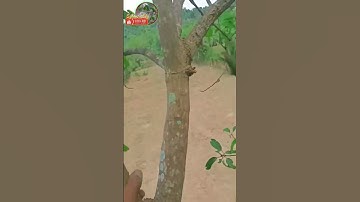 Double Strike Dapat 2 Serindit Full Kepala Merah🦜Pakai Sangkar Jebak Sulawesi Punya