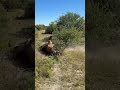 Lion vs Greater Kudu: Ultimate Battle For Survival! 🦁🔥 #shorts #wildlife