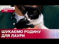 🐾 Ніжна кішка Лаура чекає на люблячу родину – Кохання з першого мяу/гав