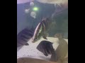 Monster predator fish tank setup aqualike  falcon aquarium services