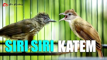 MASTERAN KOMBINASI KAPAS TEMBAK DAN  SIRI SIRI GACOR