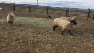 Old-Time Cinch on sheep by Hammer Ranch 883 views 7 years ago 1 minute, 47 seconds