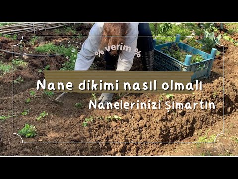 nane nasıl dikilir/nane bakımı ve ekimi nasıl yapılır/nane ekimi nasıl olur