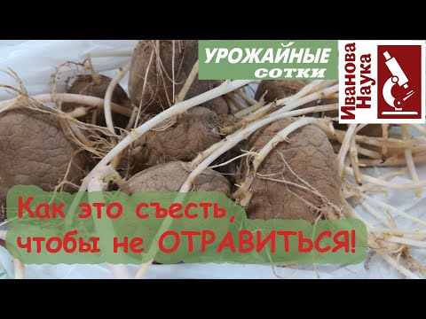 Видео: Есть ли проросший картофель?