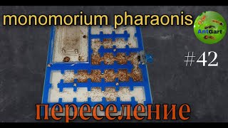 видео: Переселение муравьёв фараонов в формикарий. Гигантская колония Monomorium pharaonis, сборка лабиринт картинка: Переселение муравьёв фараонов в формикарий. Гигантская колония Monomorium pharaonis, сборка лабиринт
