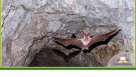 Action 11. Module 2. Ann Froschauer