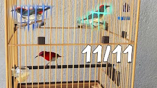 [11/11/2024] Chim Ốc Mít Lứa Mới Và Riview Mẫu Lồng Vuông Tre Già Tầm Trung