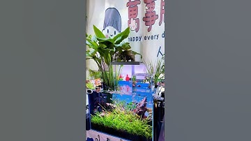 Độc Đáo và Mới Lạ: Trải Nghiệm Bể Cá Úp Ngược Voonline #beca #thuysinh #cácảnh