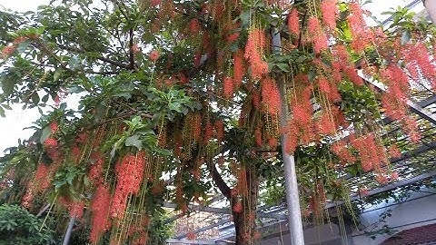 CÂY LỘC VỪNG CÓ TÁC DỤNG GÌ? HIỆU QUẢ CHỮA BỆNH TRONG Y HỌC.