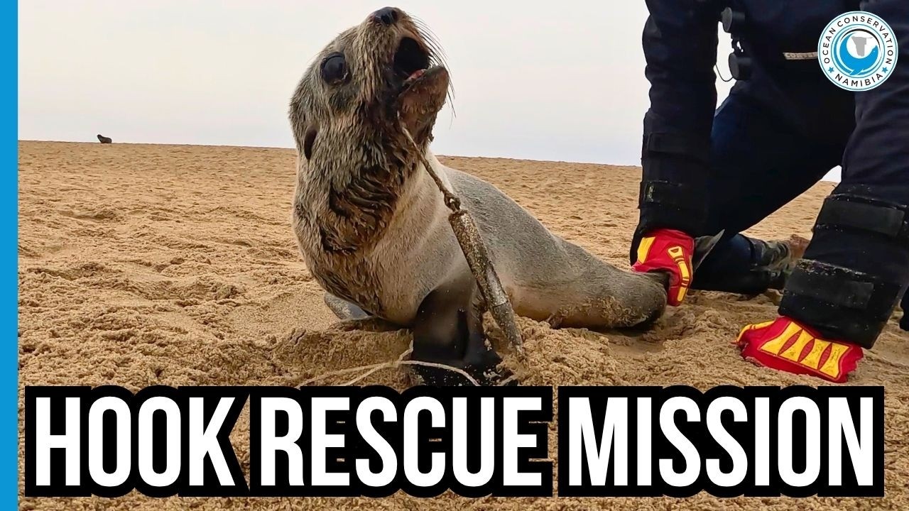 Fishing Hook Rescue – Seal Saved from Painful Mouth Injury