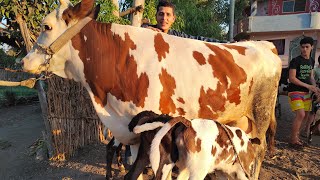 إنخفاض شديد في أسعار البقر الوالد العرض الاقوي للمعلم محمود قريش