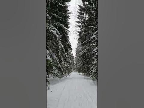 Заснеженный лес - YouTube