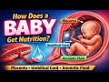 How Does a Baby Get Nutrition? | Placenta, Umbilical Cord &amp; Amniotic Fluid Explained. #UmbilicalCord