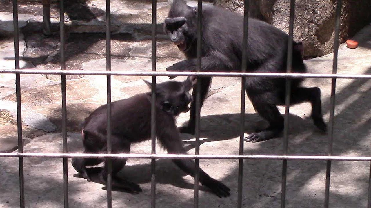 camera iphone 8 plus apk クロザルの子供（千葉市動物公園）Celebes crested macaque Child