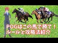 競馬の新たな楽しみ方｢POG｣ってなに？ルールと攻略法！2020-2021
