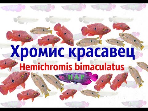 Хромис красавец .Hemichromis bimaculatus