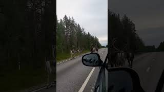 Memories | Reindeer |Roadtrip | Kilpisjärvi | Finland | shorts
