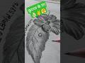 How to Draw a realistic flower #pencilart #ramlal59rb #shorts