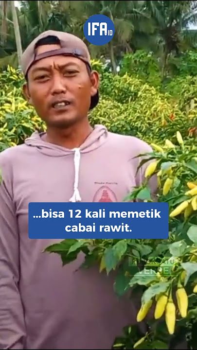 Kuli Bangunan Hijrah Jadi Petani Cabai Rawit, Dulu Bangun Rumah, Kini Bisa Beli Rumah
